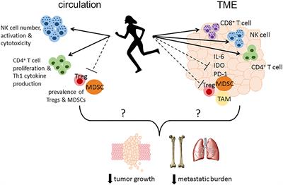 Physical Activity and Breast Cancer Prevention: Possible Role of Immune Mediators